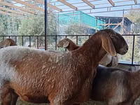 Qoyun, Arashan sheep — foto 5