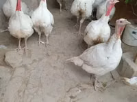 Turkeys — foto 2