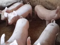 母猪, Pigs — 照片 4