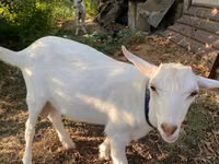 Cabro, Cabras — foto 2