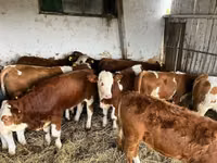 Sigir, Simmental cattle — 2-rasm