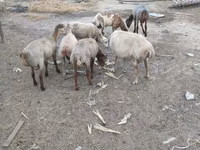 Baran, Owce — zdjęcie 1