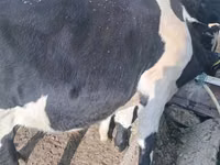Taureau, Russian Black pied cattle — photo 1