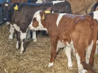 Sığır (parti, cinsiyet belirtilmedi), Simmental cattle — foto 4