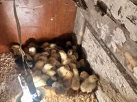 Chickens — foto 6
