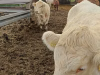 Cow, Charolais cattle — photo 5