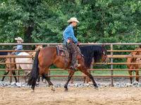 Айғыр, Quarter Horse — 5-сурет