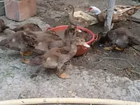 Ducks — Foto 5