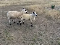 Qoyun, Cerry Hill sheep — foto 1