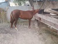 Égua, Kyrgyz Horse — foto 3