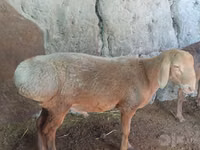 Koyun, Afghan Arabi sheep — foto 3