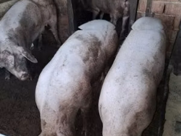 Sow, Pigs
