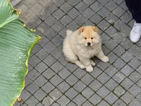 🐶 SATILIR – ÇAU-ÇAU Erkək Çau-Çau balasıdır. 2 aylıqdır, rəngi ağdır — photo 1