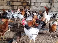 Chickens — foto 1