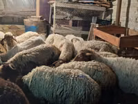 Oveja, Ovejas — foto 4