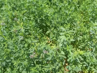 Hal hazirda Yonca (Medicago sativa) becerilib 3 hektar torpaq sahəsi — foto 2