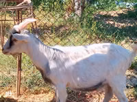 செம்மறியாடுகள் (தொகுதி, பாலினம் குறிப்பிடப்படவில்லை), வெள்ளாடுகள் — புகைப்படம் 7