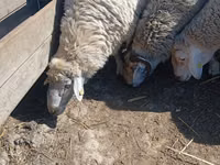 Beran, Assaf sheep — foto 4