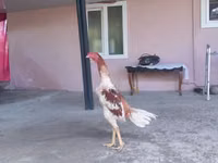 Chickens — foto 2