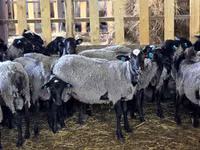 Oveja, Romanov sheep — foto 3