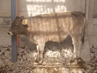 Krava, Swiss cattle — foto 2