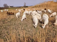 Echki, Saanen goat — 4-rasm