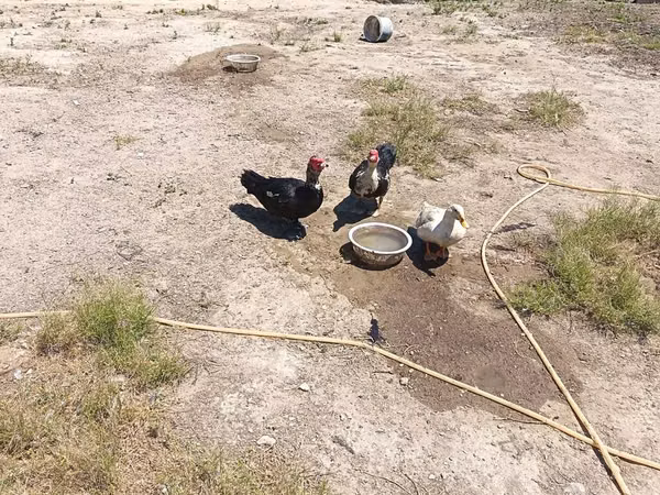 Ducks