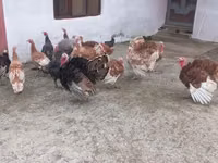 Turkeys — الصورة 5