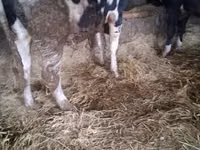 公牛, Russian Black pied cattle — 照片 5