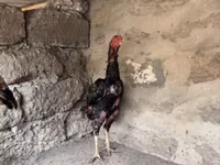 Chickens — Foto 2