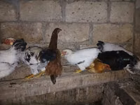 Chickens — foto 2