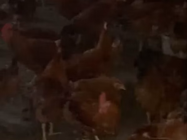 Chickens