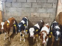 Toro, Simmental cattle — foto 3