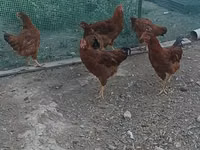 Rhode Island Red — photo 1