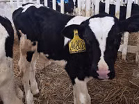 காளை, Simmental cattle — புகைப்படம் 2