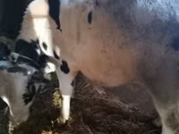 Byk, Russian Black pied cattle — zdjęcie 6