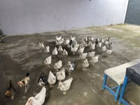 Ducks — 写真 5
