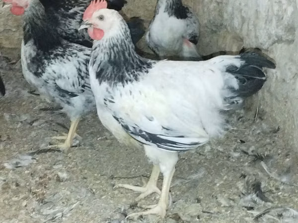 Adler Silver