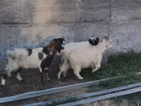 Cabra, Nubian Goat — foto 5