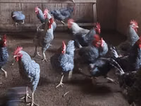 Chickens — foto 1
