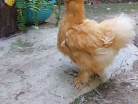 Chickens — foto 7