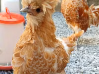 Chickens — foto 1