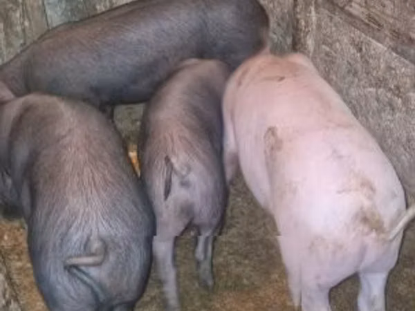 Eber, Schweine