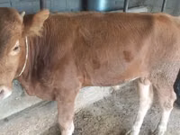 Byk, Simmental cattle — zdjęcie 1