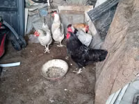 Chickens — foto 1