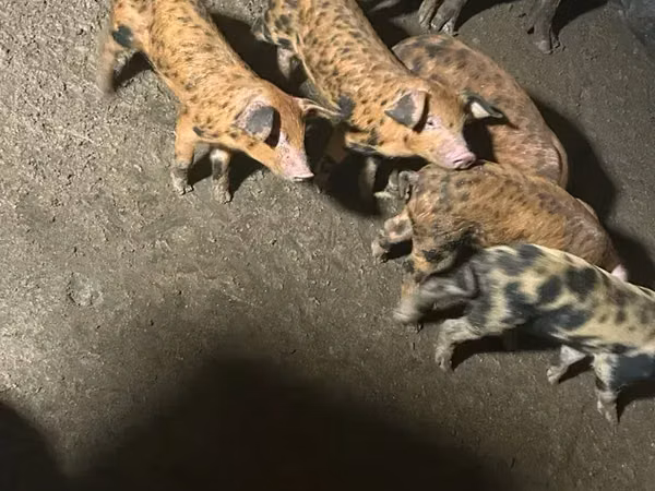 Säue, Schweine