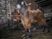 Cabro, Kamori goats — foto 3