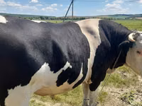 Taureau, Russian Black pied cattle — photo 3