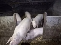 Sow, Pigs — photo 2
