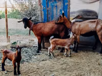 Cabras (lote, sexo no especificado), Alpine goat — foto 1